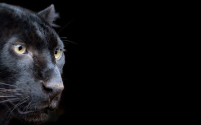 Mondo Panthera, l’ERP Italiano